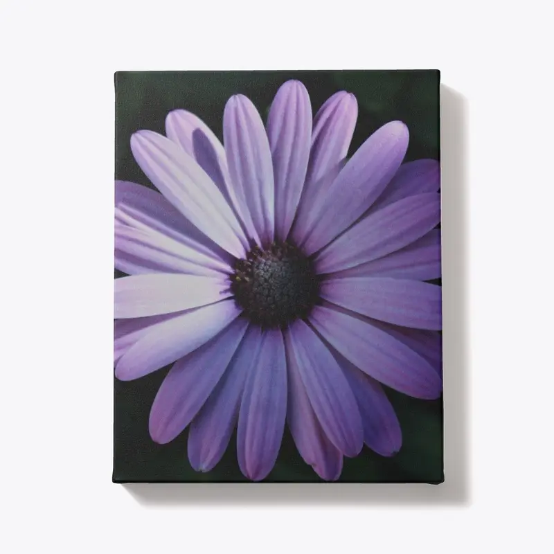 African Daisy - A Soul of Royalty 