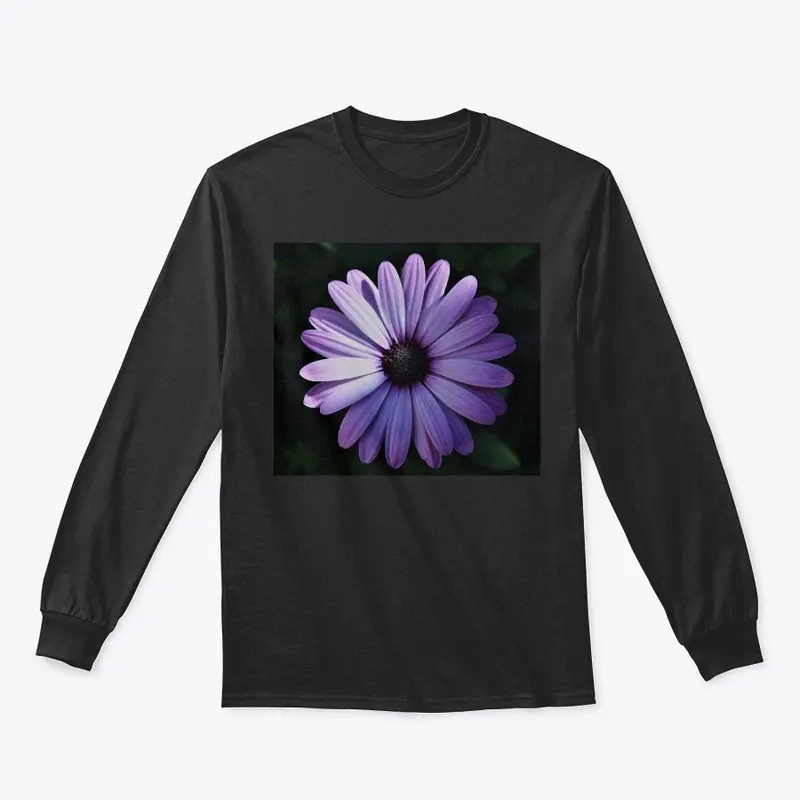 African Daisy - A Soul of Royalty 